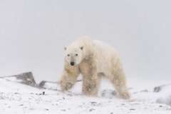 polar-bear-1-14