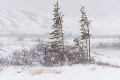 polar-bear-1-15