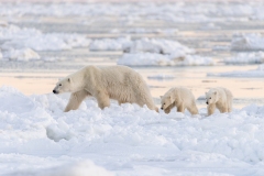 polar-bear-1-18