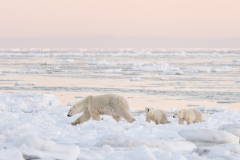 polar-bear-1-20