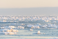 polar-bear-1-21