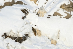 polar-bear-1-22
