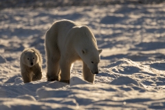 polar-bear-1-24