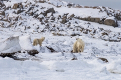 polar-bear-1-27