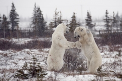 polar-bear-1-29