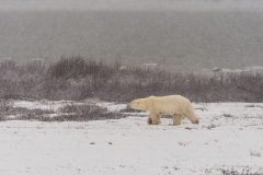 polar-bear-1-3