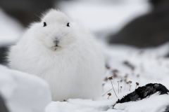 polar-bear-1-30