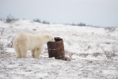 polar-bear-1-32