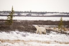 polar-bear-1-33