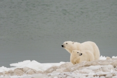 polar-bear-1-35