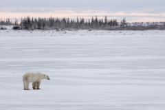 polar-bear-1-37
