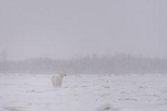 polar-bear-1-5