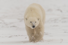 polar-bear-1-8