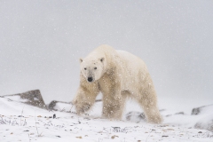 polar-bear-1