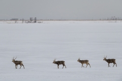hokkaido-1-13