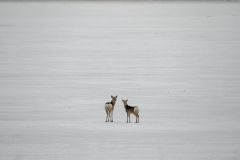 hokkaido-1-14