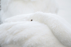 hokkaido-1