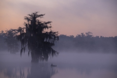louisiana-1-12