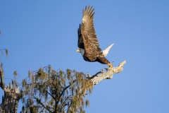 louisiana-1-15