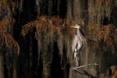 louisiana-1-5