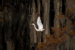 louisiana-1-7