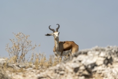 namibia-1-33