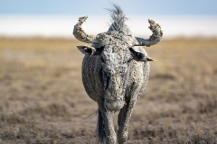 namibia-1-35