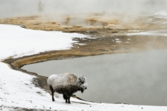 yellowstone-1-15