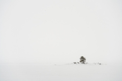 yellowstone-1-21