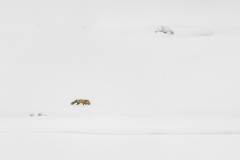yellowstone-1-23