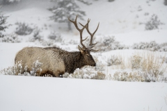 yellowstone-1-24