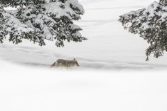 yellowstone-1-27