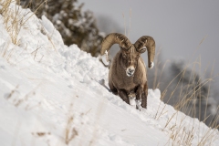 yellowstone-1-28