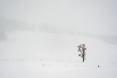 yellowstone-1-36