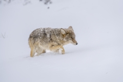 yellowstone-1-38