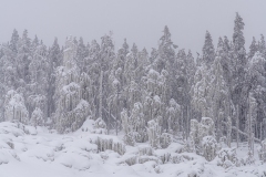 yellowstone-1-4