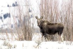 yellowstone-1-42