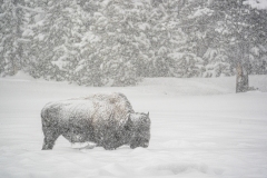 yellowstone-1-8