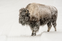 yellowstone-1-9