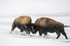 yellowstone-1