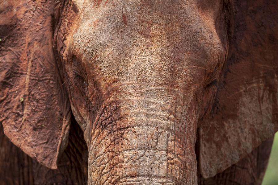 africa-1
