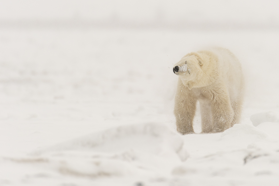polar bear-1-2